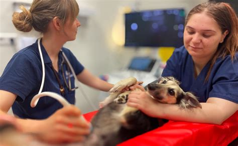 tierklinik delmenhorst